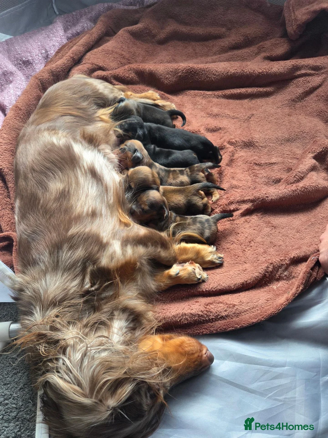 Dachshund dogs for sale: Kc long hair dachshund puppies  - Advert 1