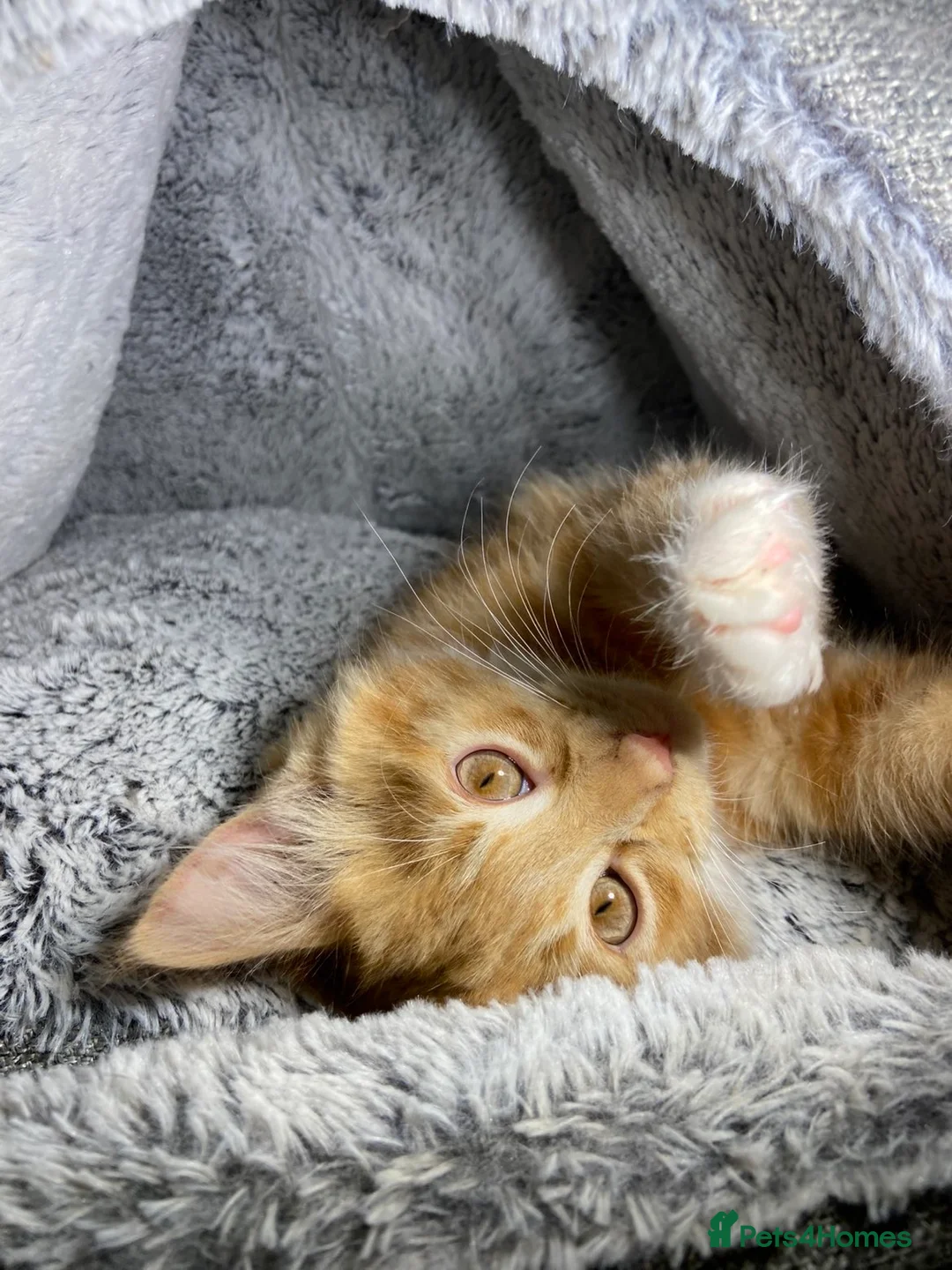 Mixed Breed cats for sale: Cute Male Fluffy Ginger Kitten Ready To Leave🏡 - Advert 2