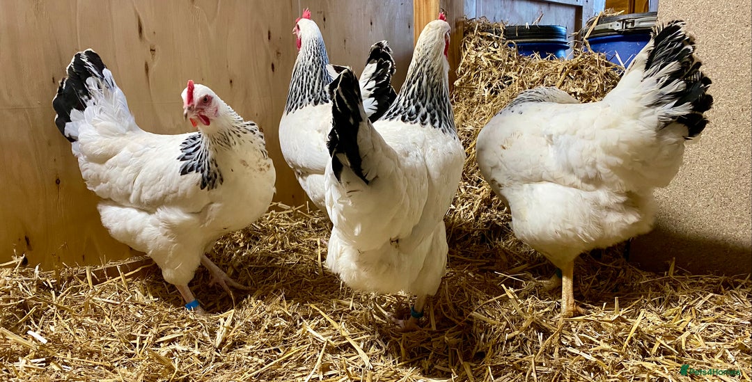 Chickens poultry for sale: Light Sussex  - Advert 4