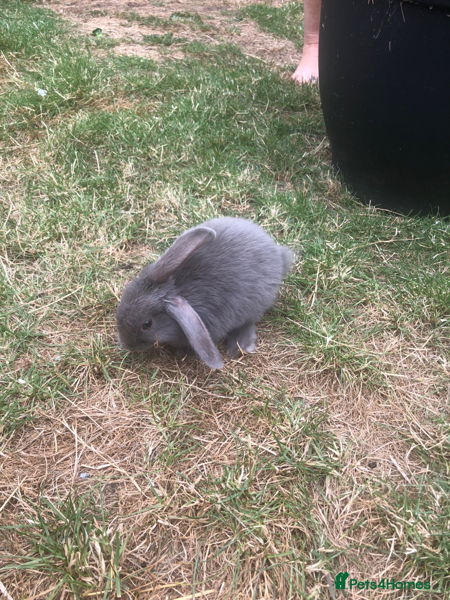 Mini Lop rabbits Baby mini lop  - Advert 1