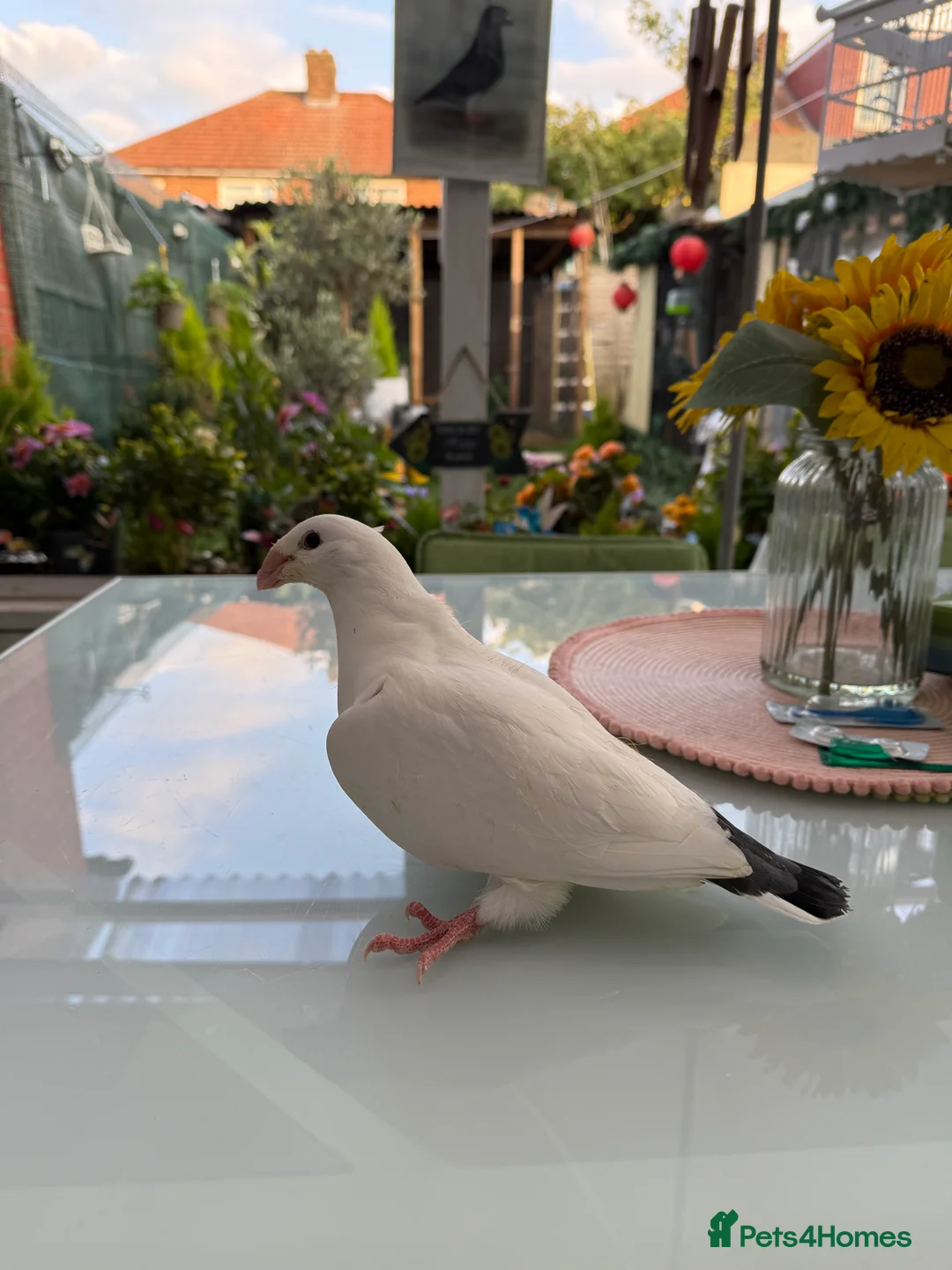 Doves birds for sale: Pigeon  in London - Advert 1