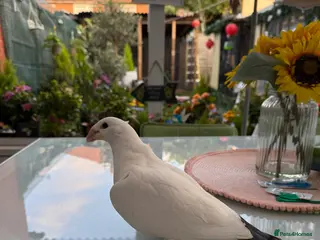 Doves birds Pigeon - Advert 4