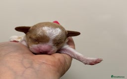 Toy Poodle dogs for sale: Tiny, rare parti poodle puppies. Red & white.  - Image 11