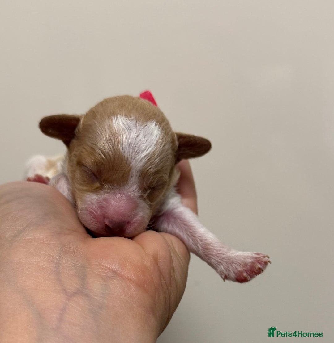 Toy Poodle dogs for sale: Tiny, rare parti poodle puppies. Red & white.  - Image 11