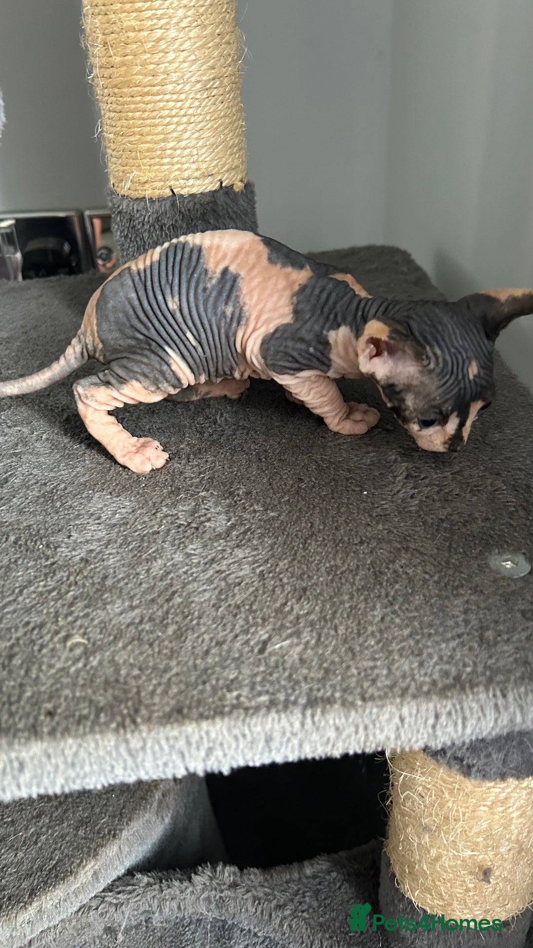 Sphynx cats for sale: Amazing colour Sphynx - Image 20