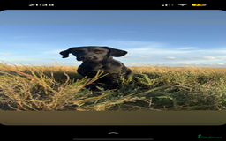 Labrador Retriever dogs for stud: Fully health tested working black Labrador  - Image 2