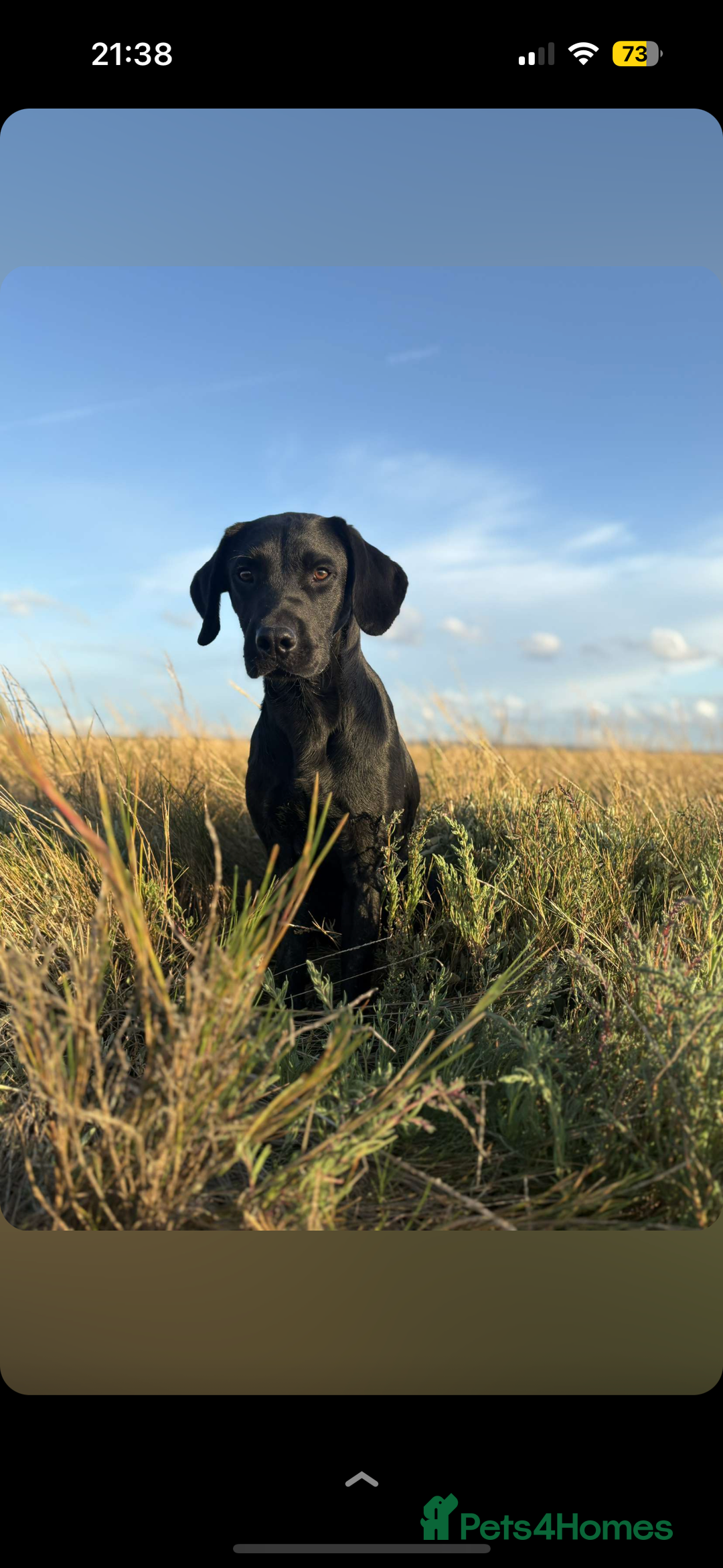 Labrador Retriever dogs for stud: Fully health tested working black Labrador  - Image 2