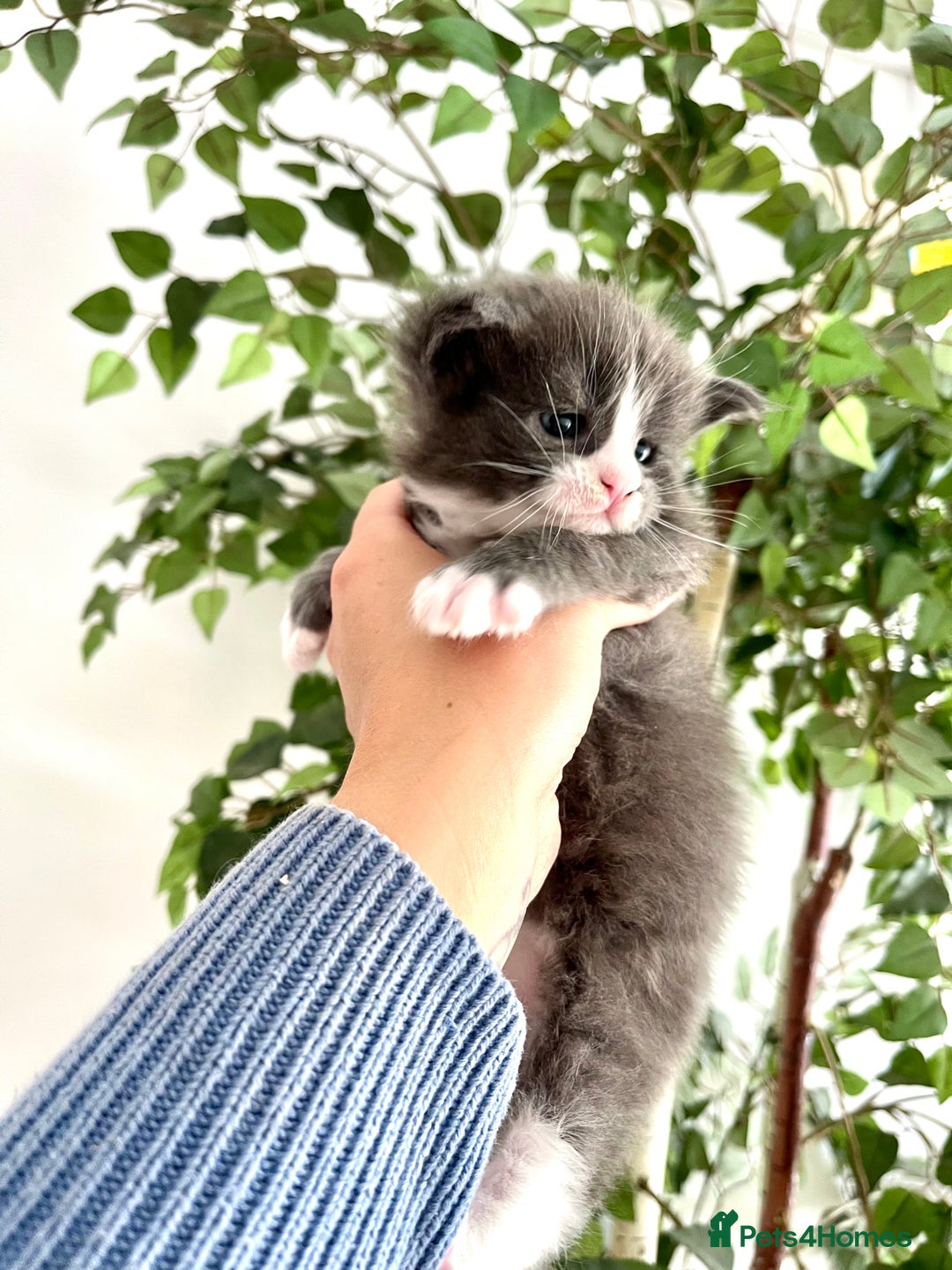 Maine Coon cats for sale: 😻GCCF HUGE RUSSIAN/GERMAN IMPORT MC KITTENS 😻 - Image 3