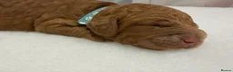 Cockapoo dogs for sale: 🐶 Beautiful Cockapoo Puppies ❤️ in Swadlincote - Advert 7