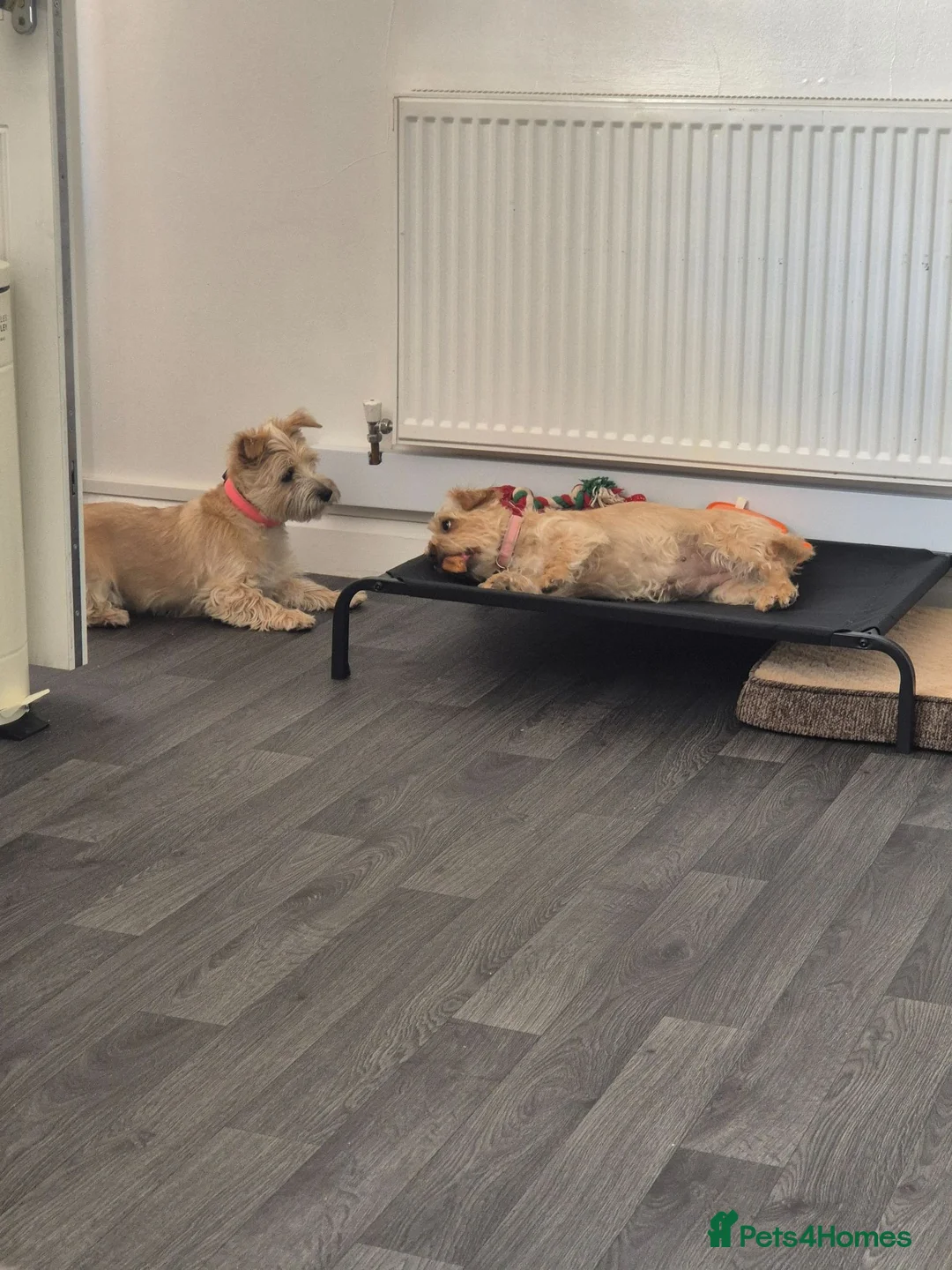 Cairn Terrier dogs for sale: One year five months cairn terrier  - Advert 1