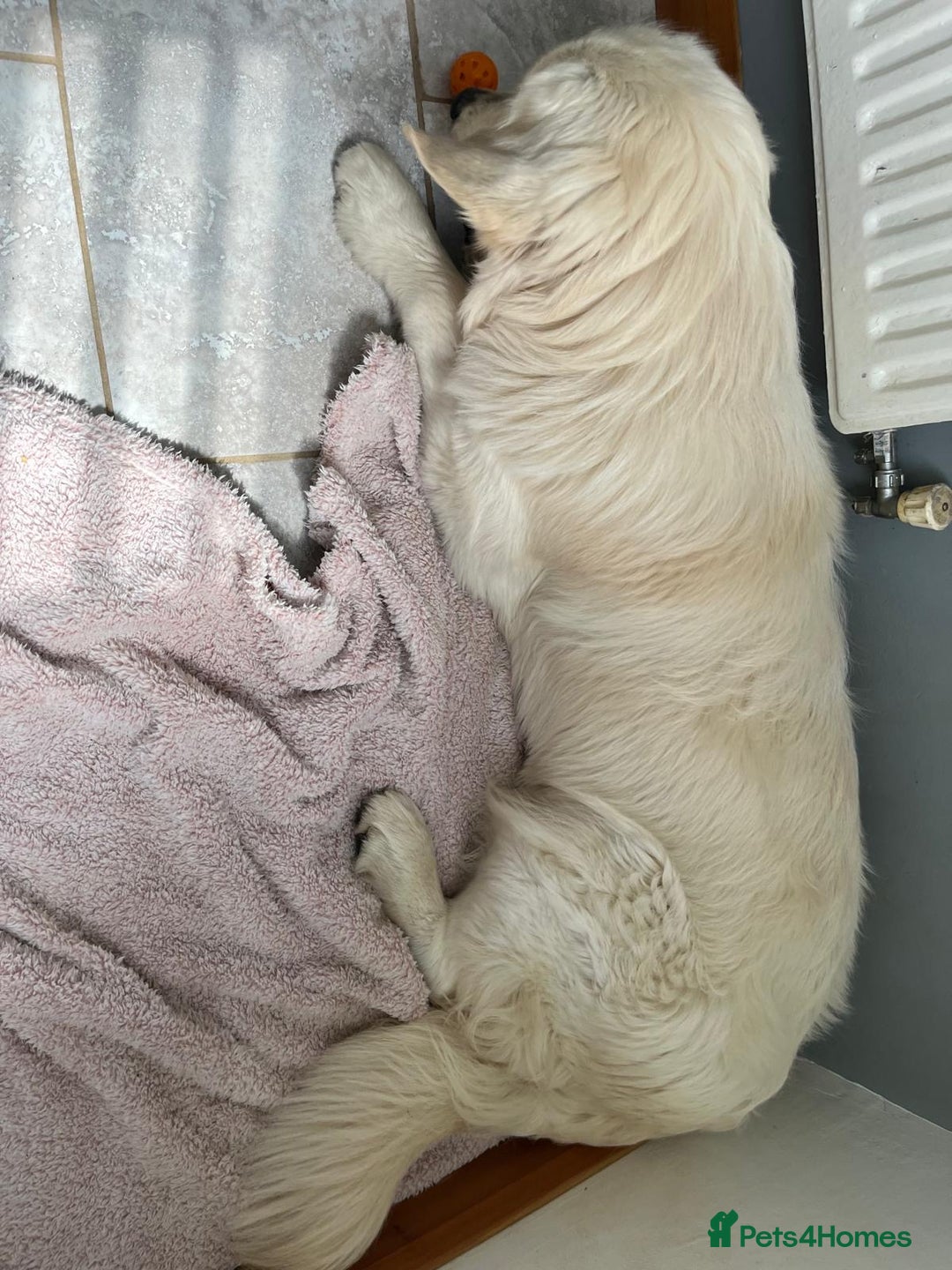 Golden Retriever dogs for stud: Handsome KC REGISTERED Golden Retriever  in Melton Mowbray - Image 11