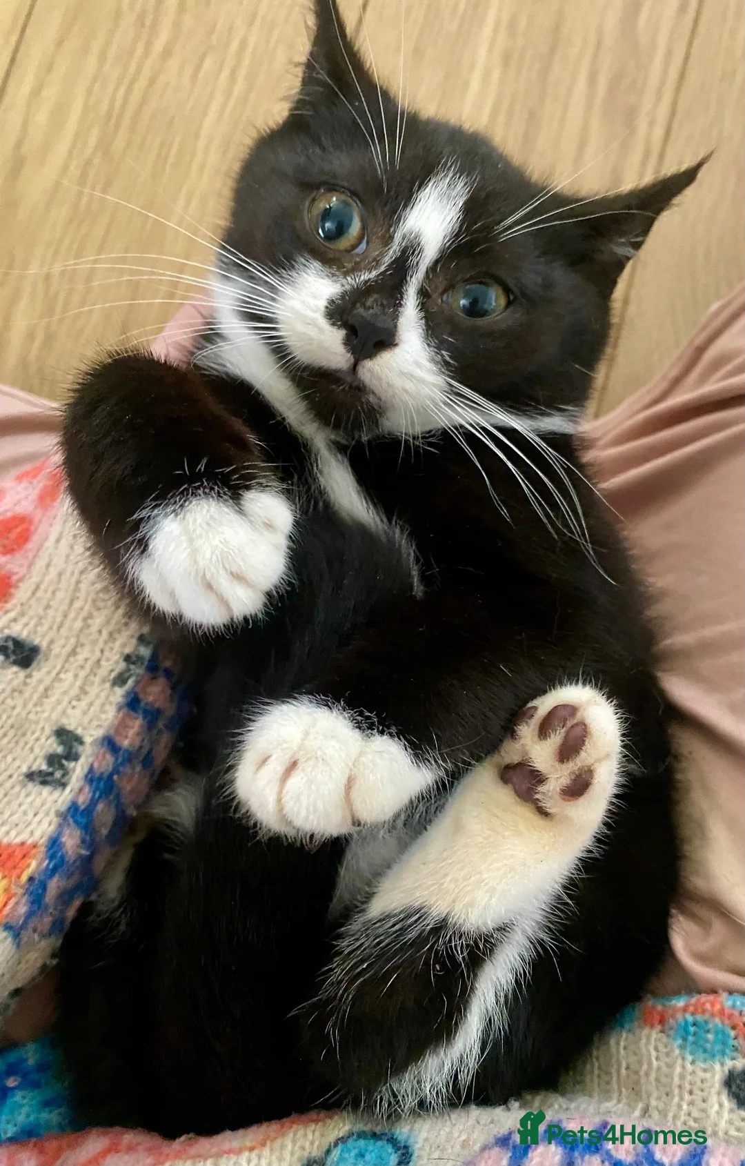 Mixed Breed cats for sale: Beautiful black & white kittens ready to go!  - Advert 2