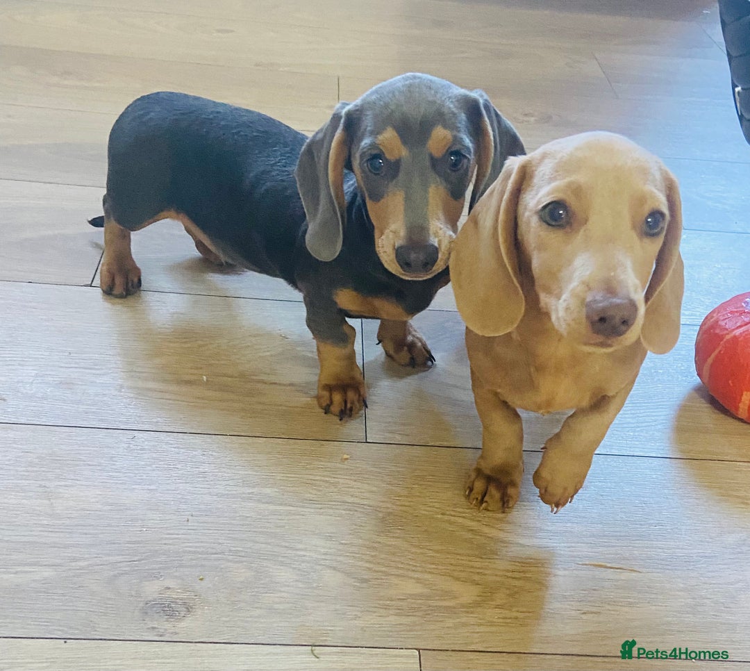 Miniature Dachshund dogs for sale: Miniature dachshunds - Image 2