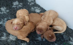 Cocker Spaniel dogs for sale: Red working cocker pups - Image 4