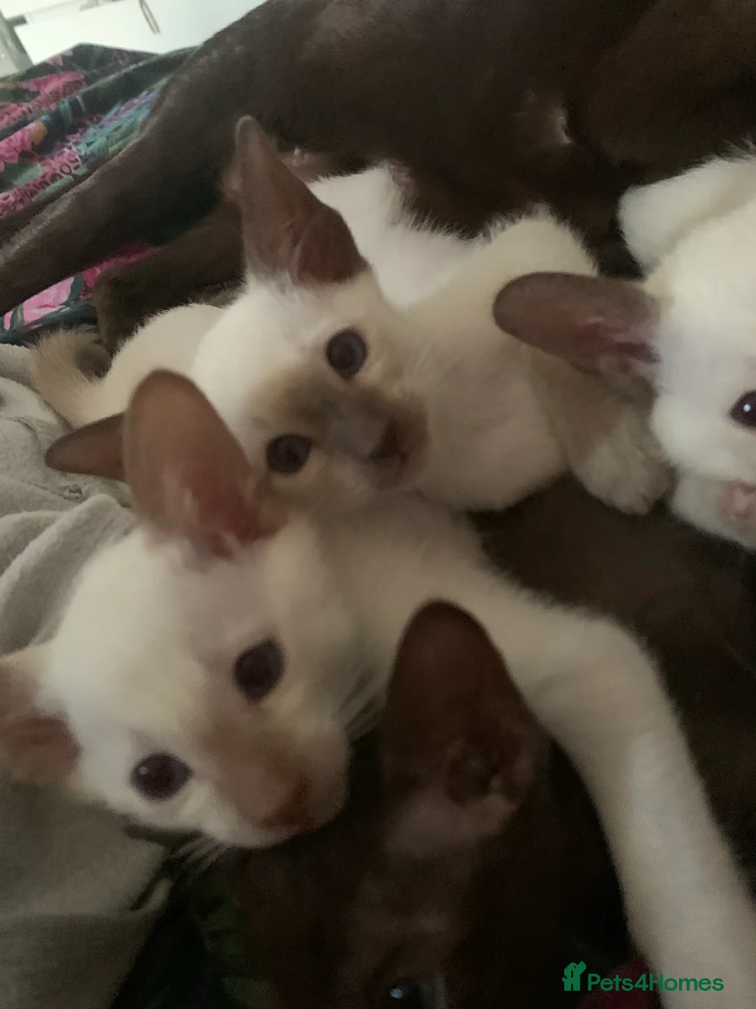 Siamese cats for stud: Traditional chocolate point Siamese stud in Bradford - Advert 12
