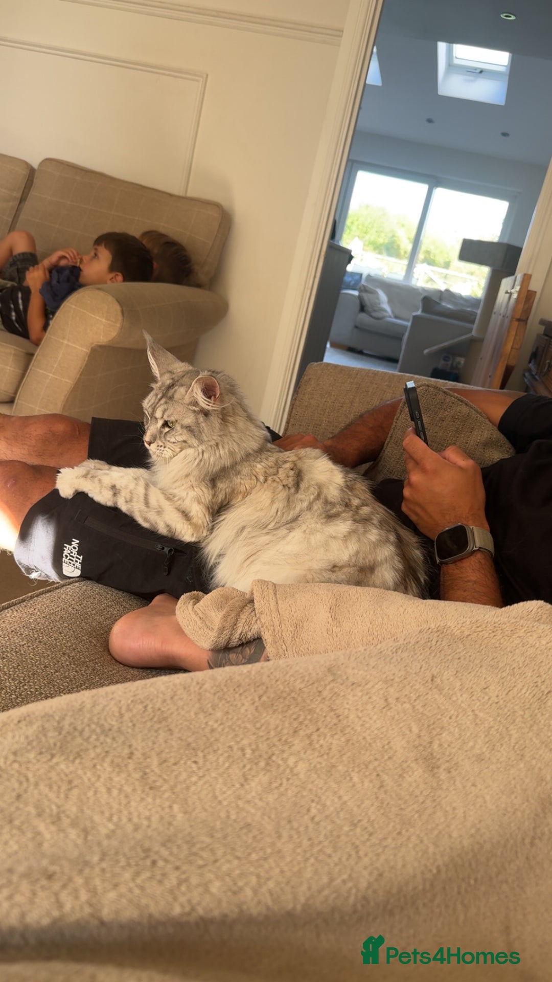 Maine Coon cats for sale: Female Maine coon  - Image 2