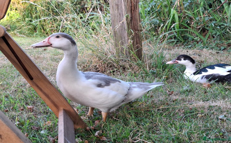 Ducks poultry - Advert 8
