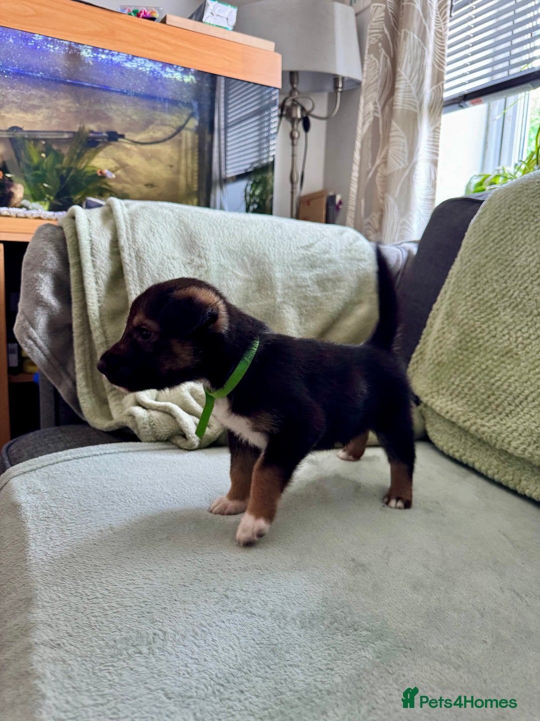 Mixed Breed dogs for sale: Sprollie x husky puppies  - Image 9