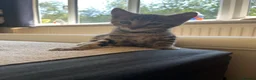 Bengal cats for sale: Beautifully marked Bengal cross kittens. - Advert 7