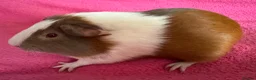 Guinea Pig rodents for sale: Guinea pig boar patch  tri colour slate,red,white  - Advert 2