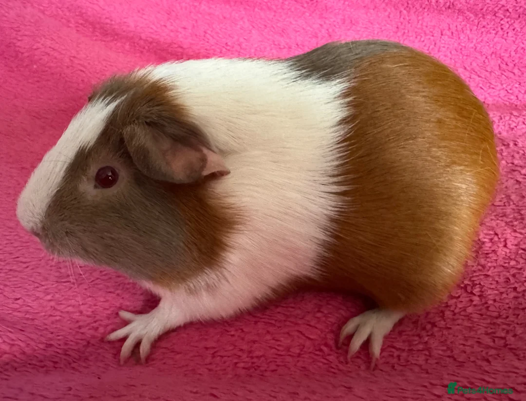 Guinea Pig rodents for sale: Guinea pig boar patch  tri colour slate,red,white  - Advert 2