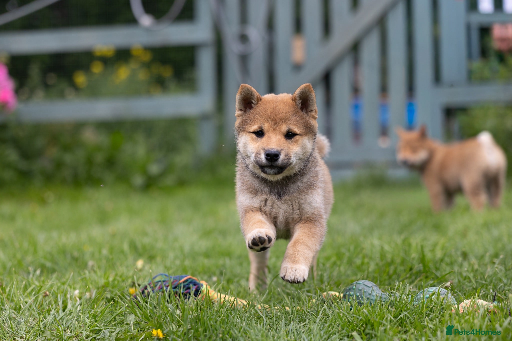 Japanese Shiba Inu dogs READY NOW Exclusive Japanese Shibas Puppies  🇯🇵 - Advert 2
