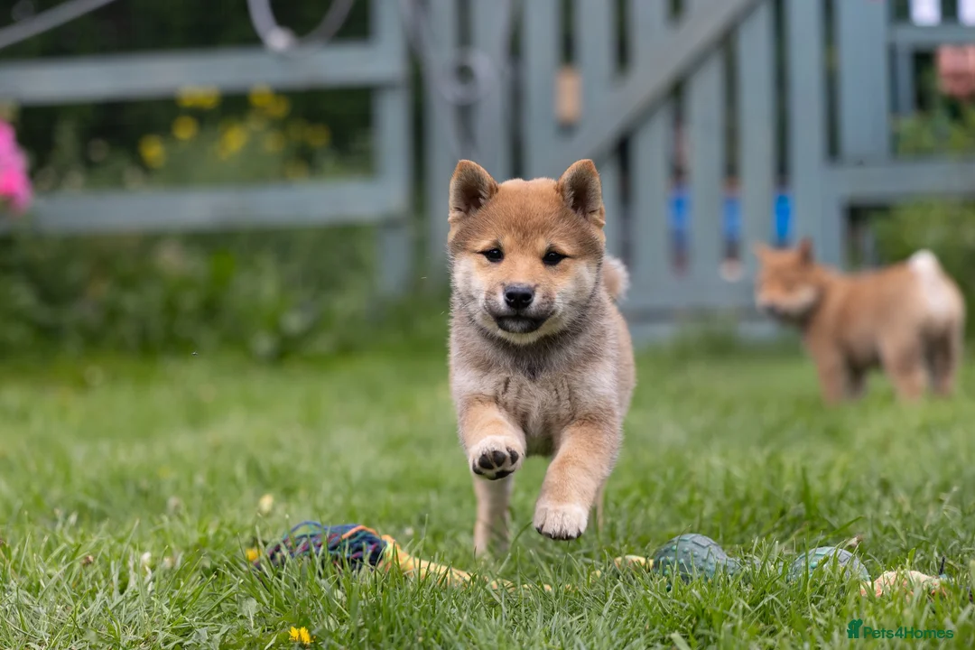 Japanese Shiba Inu dogs for sale: READY NOW Exclusive Japanese Shibas Puppies  🇯🇵 - Advert 1