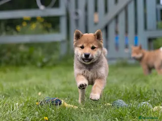 Japanese Shiba Inu dogs READY NOW Exclusive Japanese Shibas Puppies 🇯🇵 - Advert 2