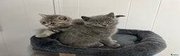 British Shorthair cats for sale: Stunning British Shorthaired Kittens - Advert 9