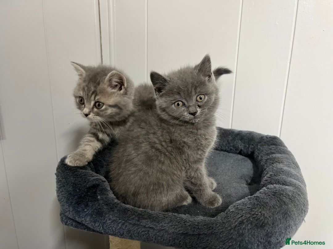 British Shorthair cats for sale: Stunning British Shorthaired Kittens - Advert 9