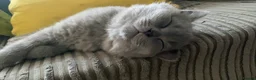 British Shorthair cats for sale: British Short hair Cat (Male) - Advert 2