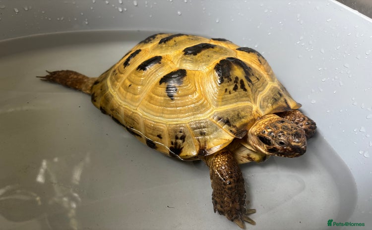 Tortoise reptiles - Advert 1