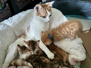 Mixed Breed cats 2 beautiful kittens for sale - Advert 3