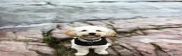Cavapoochon dogs for sale: Beautiful Cavapoochon Puppies for Loving Homes in Burnley - Advert 15