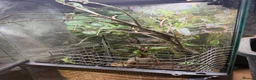 Chameleon reptiles for sale: CB Yemen / Veiled Chameleon Babies – Pied Mother - Advert 4