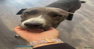 Mixed Breed dogs - Advert 3