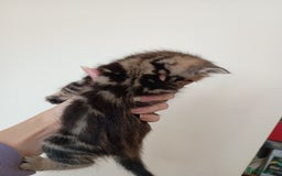 Mixed Breed cats for sale: Bengal Mix Kittens  - Image 5