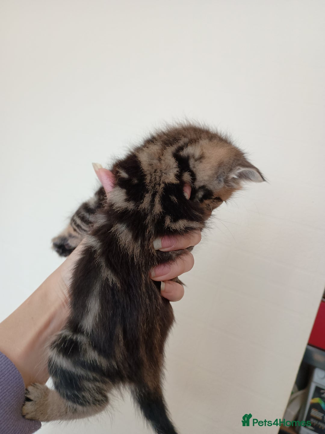 Mixed Breed cats for sale: Bengal Mix Kittens  - Image 5