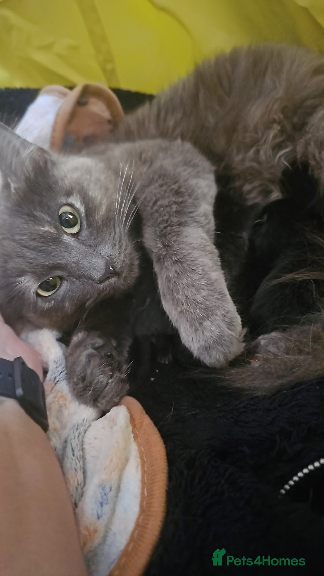 Mixed Breed cats for sale: Mixed breed kittens  - Image 9