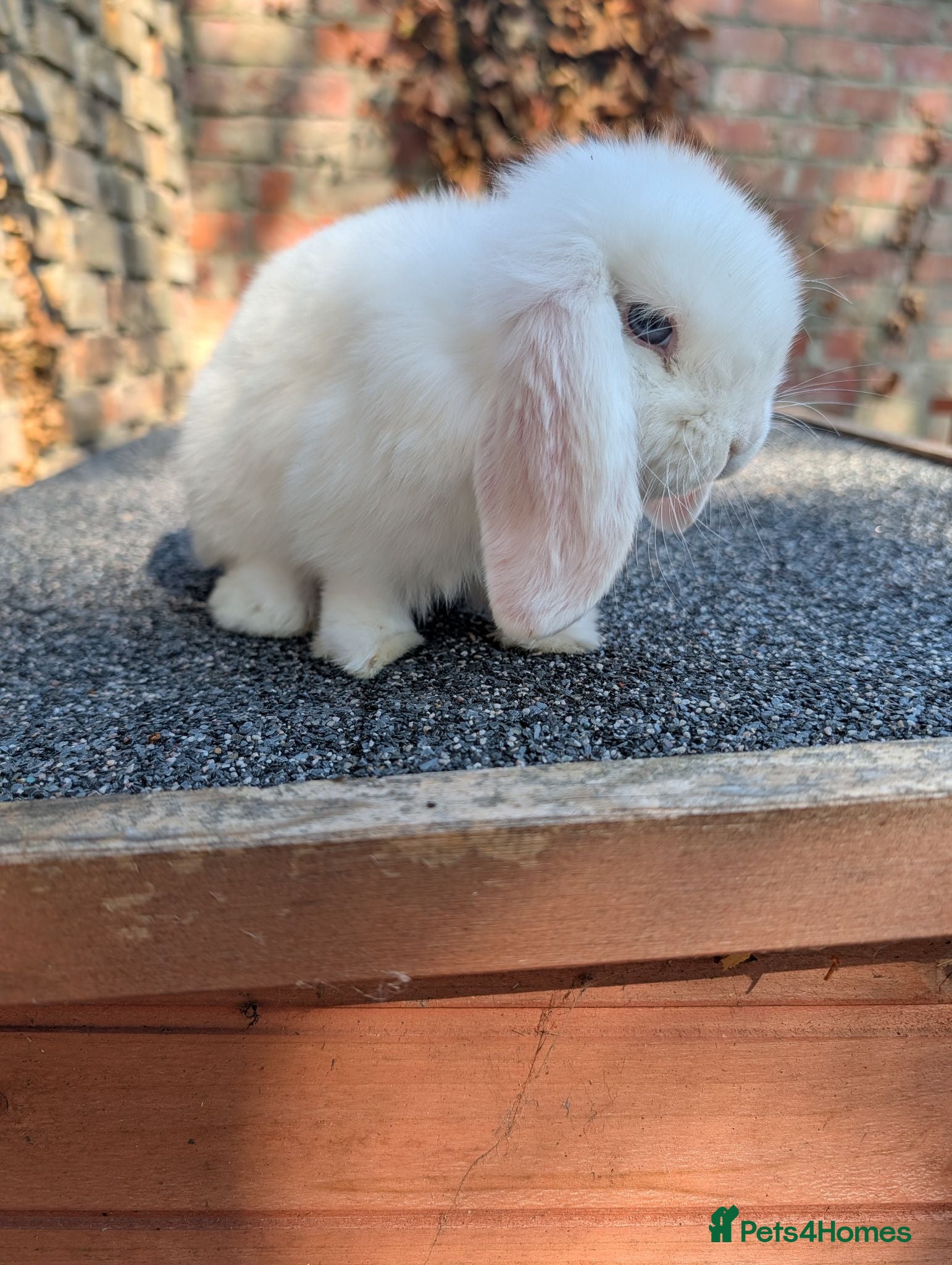 Mini Lop rabbits Mini lop babies looking for homes  - Advert 21