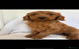 Labradoodle dogs for sale: LICENSED BREEDER F2b mini labradoodles - Image 16