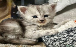 Maine Coon cats for sale: Beautiful rare colour pedigree Maine Coon kittens - Image 4