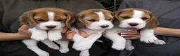 Beagle dogs for sale: KC Reg Beagle Puppies - Advert 2