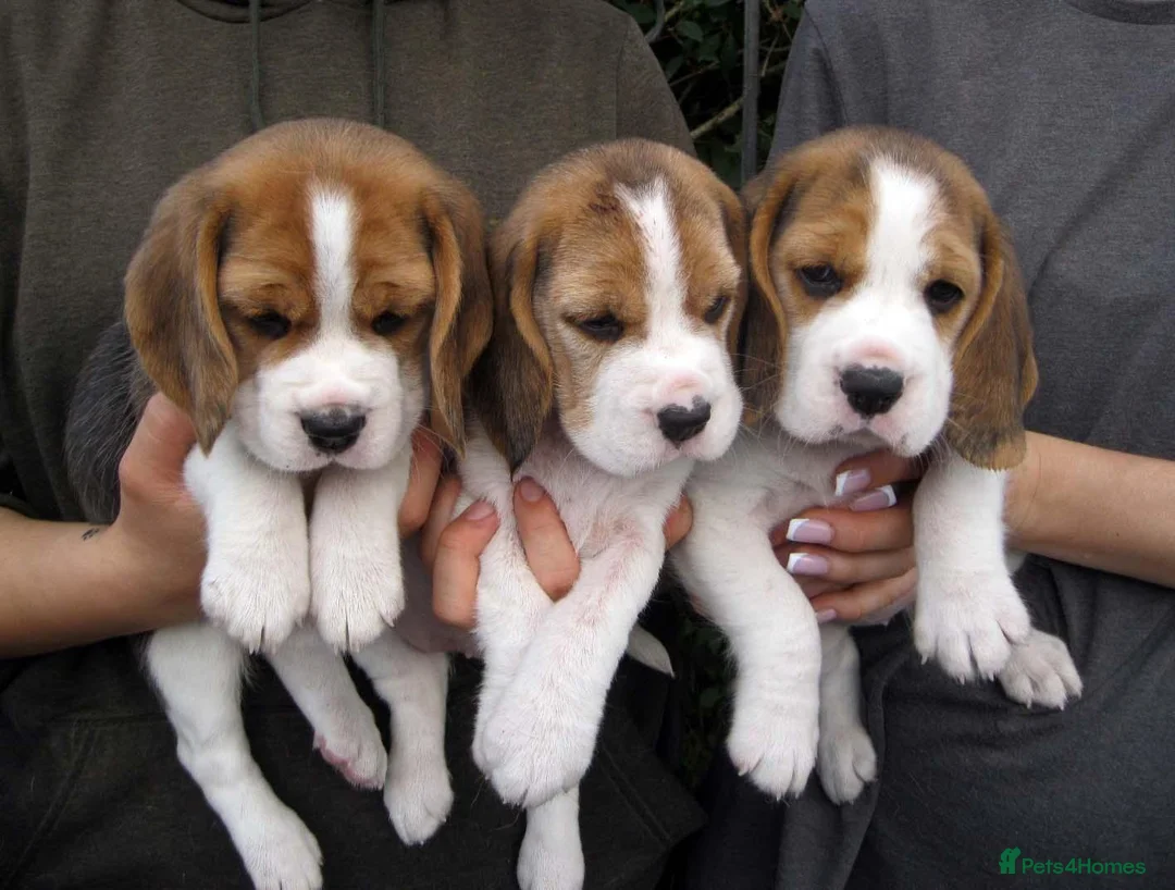 Beagle dogs for sale: KC Reg Beagle Puppies - Advert 2