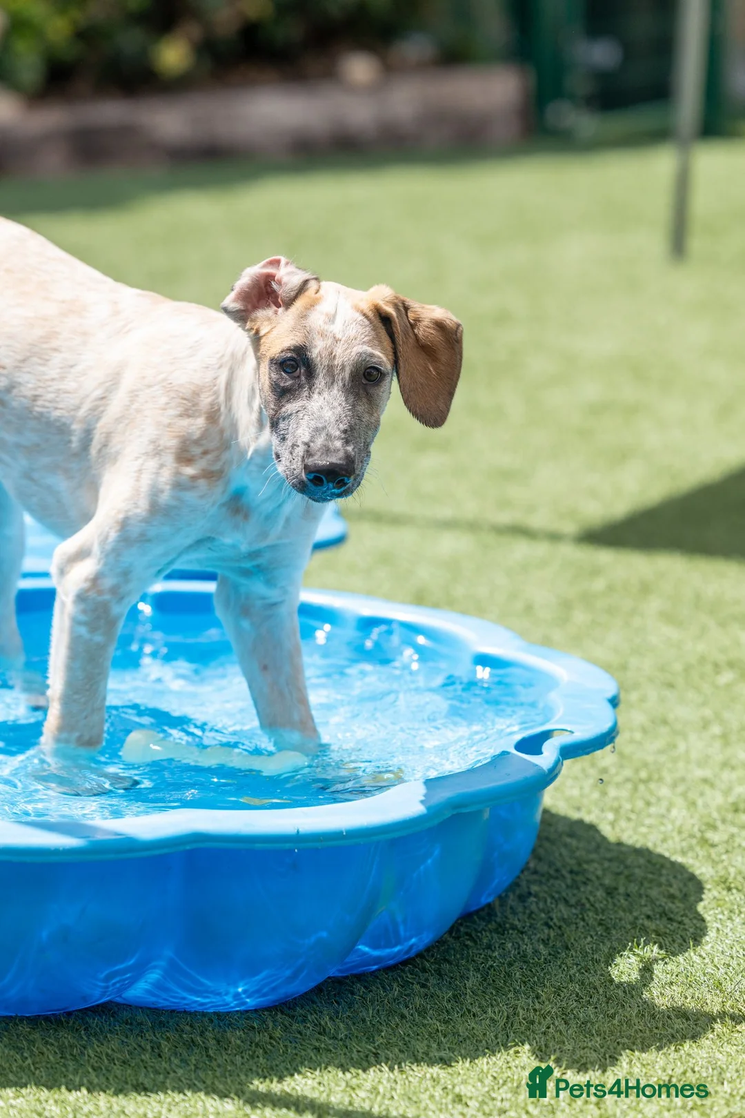 Mixed Breed dogs for adoption: Marvlous Meatball - Advert 27