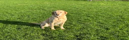 Labrador Retriever dogs for sale: Lucky Labrador female  - Advert 1