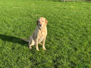 Labrador Retriever dogs Lucky Labrador female - Advert 2