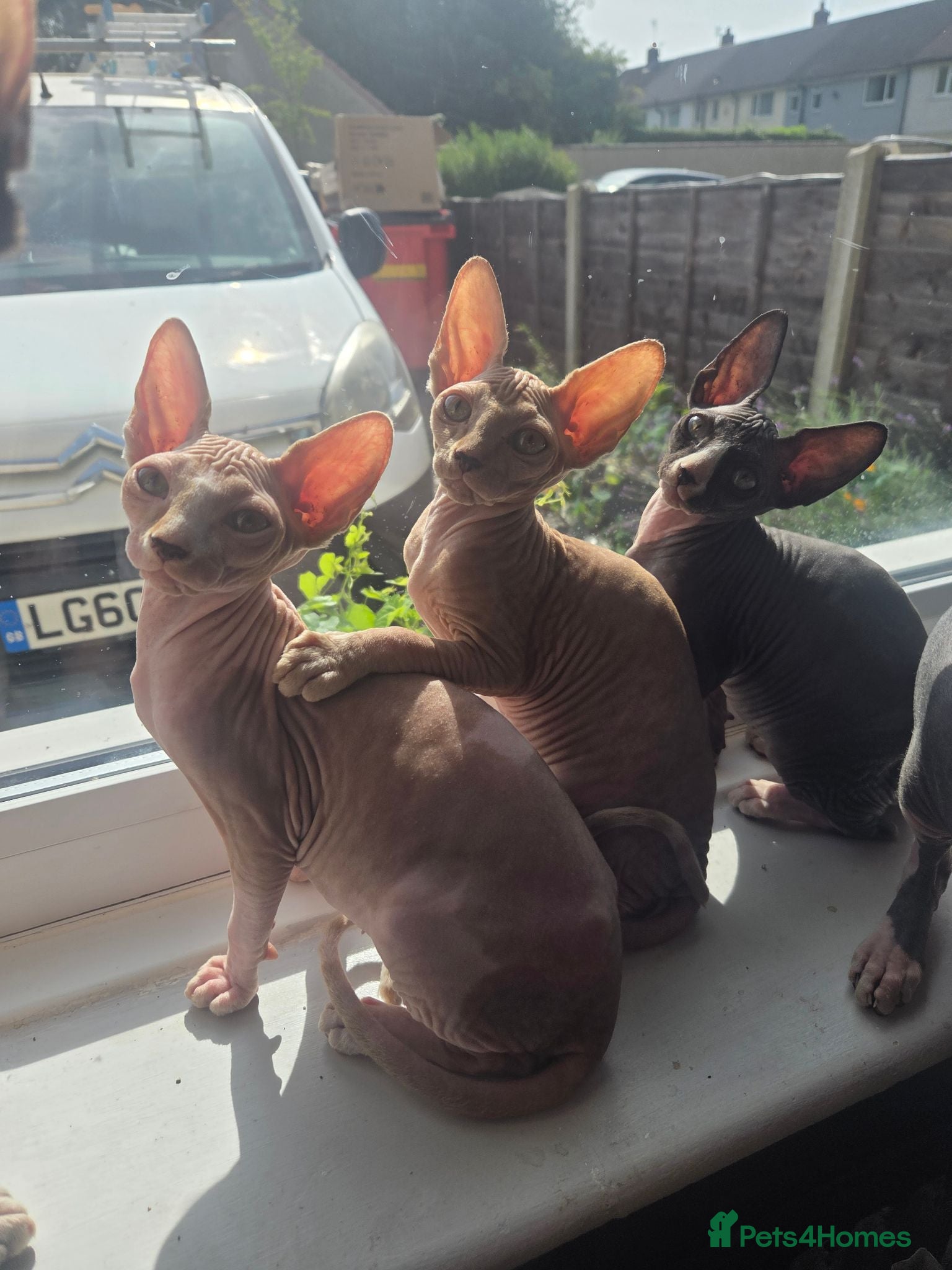 Sphynx cats GORGEOUS SPHYNX KITTENS  - Advert 1