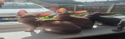Sphynx cats for sale: GORGEOUS SPHYNX KITTENS  - Advert 1