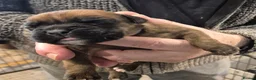 Boxer dogs for sale: A Beautiful litter of bobtail & longtail boxers - Advert 17